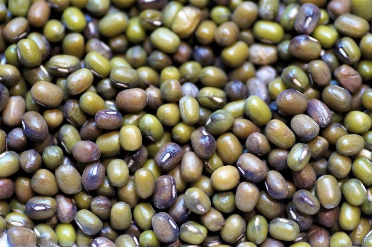 POROTO MUNGO – NUEVO